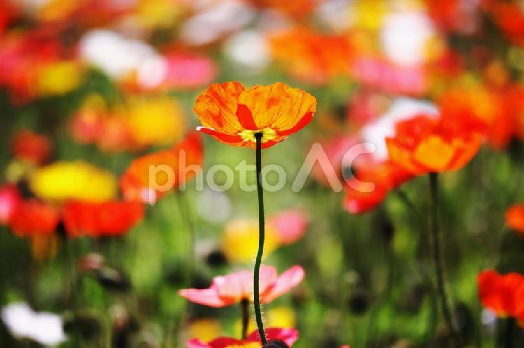 カラフルな背景と春の美しいポピーの花 花,春,ポピーの写真素材