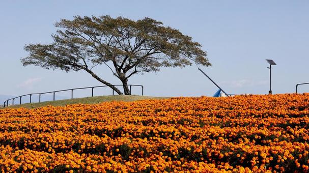 【花の写真】マリーゴールドの丘 マリーゴールド,11月,本庄市の写真素材