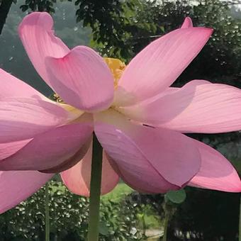 蓮の花 蓮の花の写真