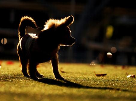 子犬のシルエット 犬,小型犬,ペットの写真素材
