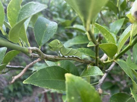 青虫 青虫 青虫,あおむし,アオムシの写真素材