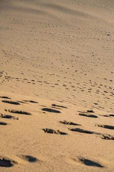 鳥取県　鳥取砂丘の風景の写真