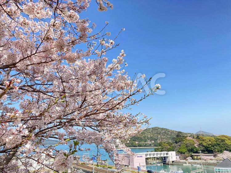 鳥羽市　城山公園　桜　海 桜,さくら,サクラの写真素材