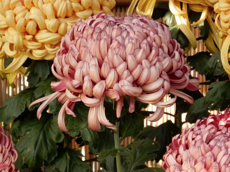 【風景写真】福山菊花展覧会の風景の写真