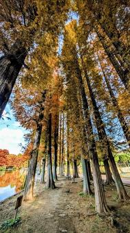 秋の散策路 散策路,メタセコイア,アケボノスギの写真素材