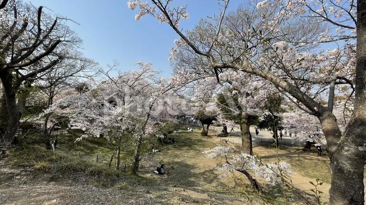 姫路城の桜　25 桜,姫路城,姫路の写真素材