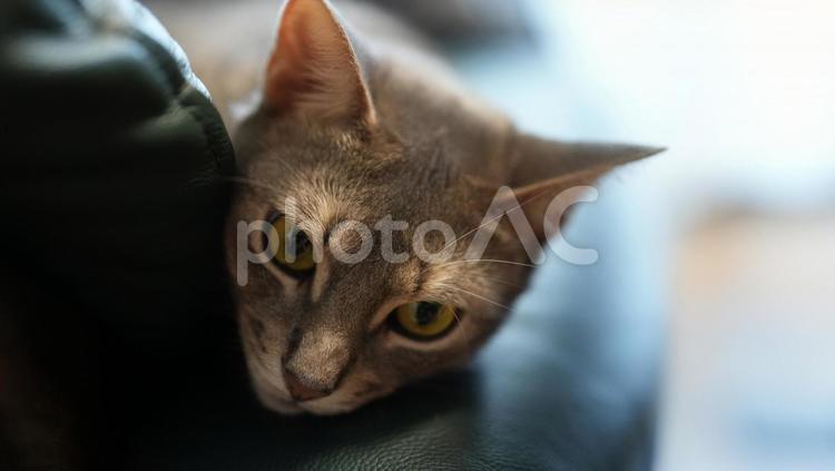 ソファーでくつろぐアビシニアン アビシニアン,ブルー,猫の写真素材