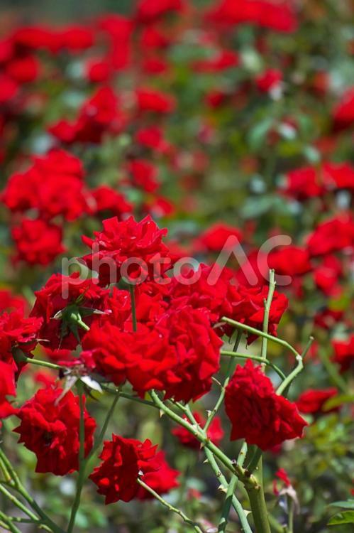 群生する赤い薔薇 薔薇,真紅,野草の写真素材