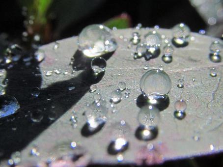 緑の葉の上の水滴 緑の葉の上の水滴の写真