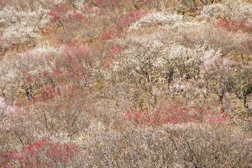 カラフルな梅林のある風景 梅,迎春,梅の花の写真素材