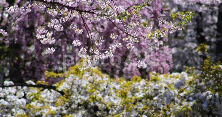 弘前公園の桜-16 桜,ピンク,花の写真素材