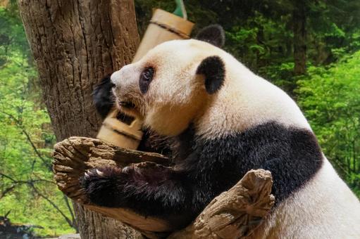 ジャイアントパンダ ジャイアントパンダ 哺乳類,熊,動物の写真素材