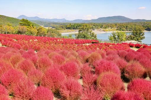 紅葉したコキア コキア,ホウキギ,紅葉の写真素材