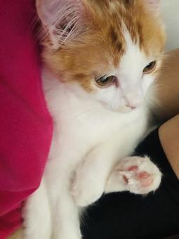 ネコ ネコ 猫,家族,天使の写真素材