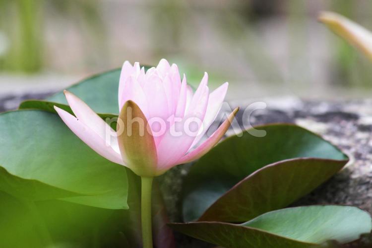 蓮 蓮の花,キレイ,自然の写真素材