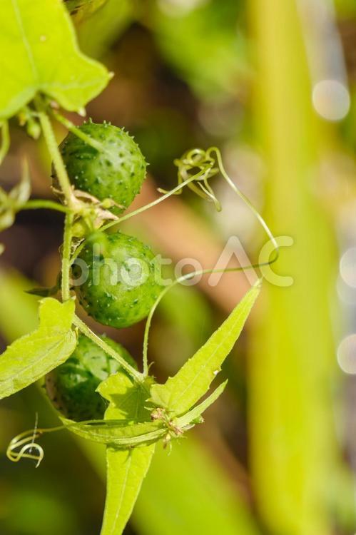 緑の実とつる植物のクローズアップ ゴキヅル,つる植物,緑の実の写真素材