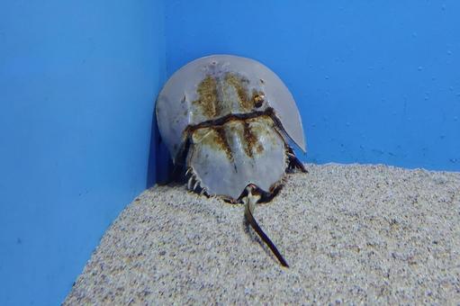 アメリカカブトガニ アメリカカブトガニ アメリカカブトガニ,カブトガニ,生きた化石の写真素材