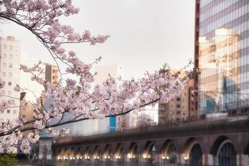神田川沿いに見る桜 神田川沿いに見る桜 桜,ビル,オフィスの写真素材