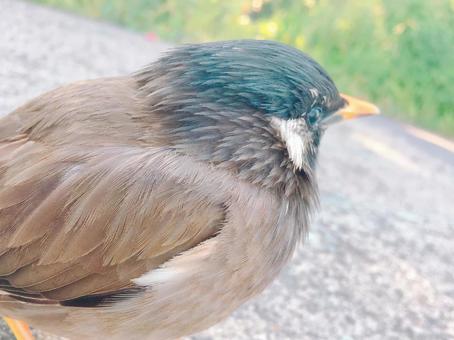 小鳥 小鳥の写真