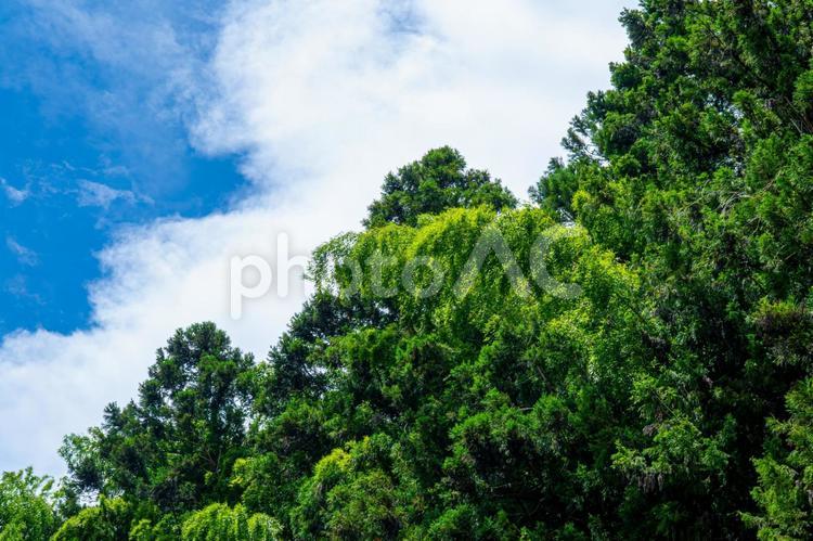 夏の青空と雑木林 青空,雑木林,真夏の写真素材