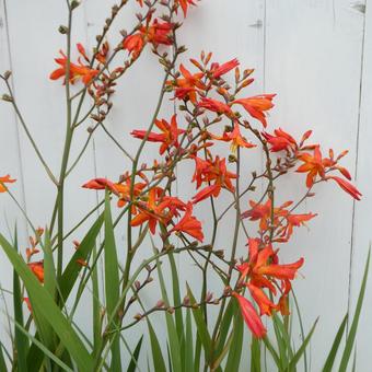 Lily of the valley scarlet flower, JPG