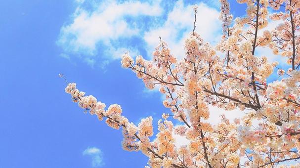 桜と青空11 桜と青空11の写真