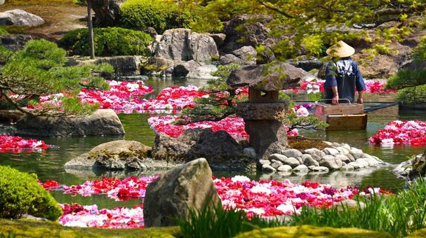 日本庭園の牡丹12 日本庭園,素材,ガーデンの写真素材