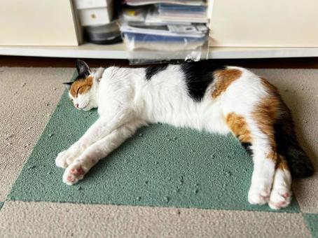 A cat sleeping on a carpet that has been scratched, JPG A cat sleeping on a carpet that has been scratched, JPG