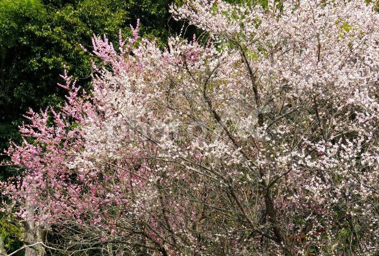 春イメージ〜満開の桜の木 春イメージ,桜,サクラの写真素材