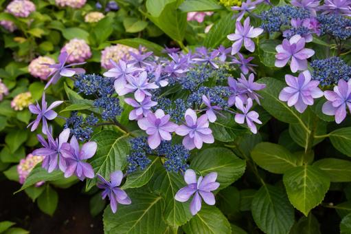 Hydrangea, JPG Hydrangea, JPG