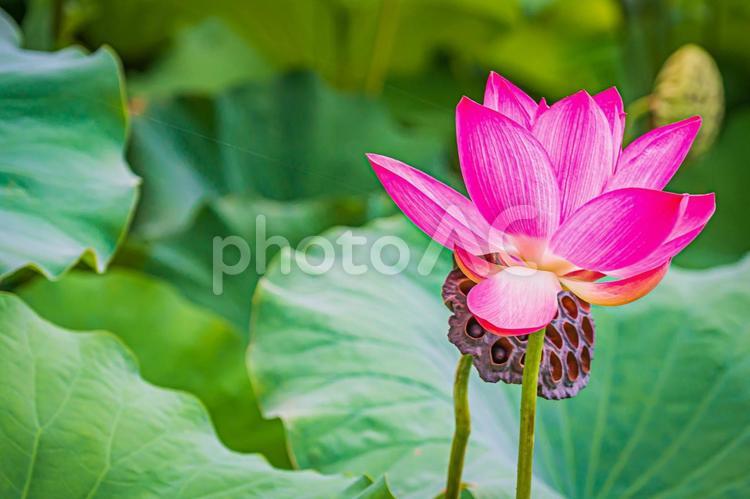 栗林公園の風景 蓮,蓮の花,紫の写真素材
