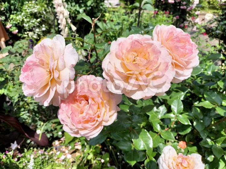 港の見える丘公園にてサーモンピンクの薔薇 薔薇,バラ,ばらの写真素材