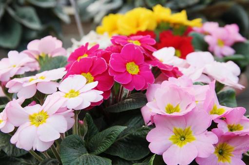 プリムラ　咲く風景 プリムラ,冬春,花色豊富の写真素材