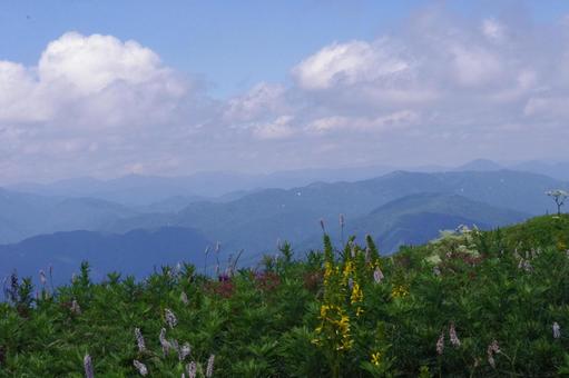 伊吹山の頂に咲く、夏の花模様 伊吹山の頂に咲く、夏の花模様 伊吹山,滋賀,自然の写真素材