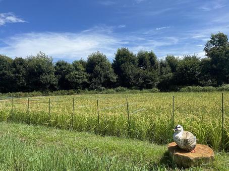 収穫の時の写真