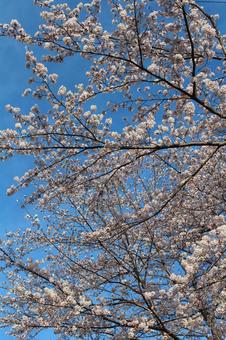 cherry blossoms, JPG cherry blossoms, JPG