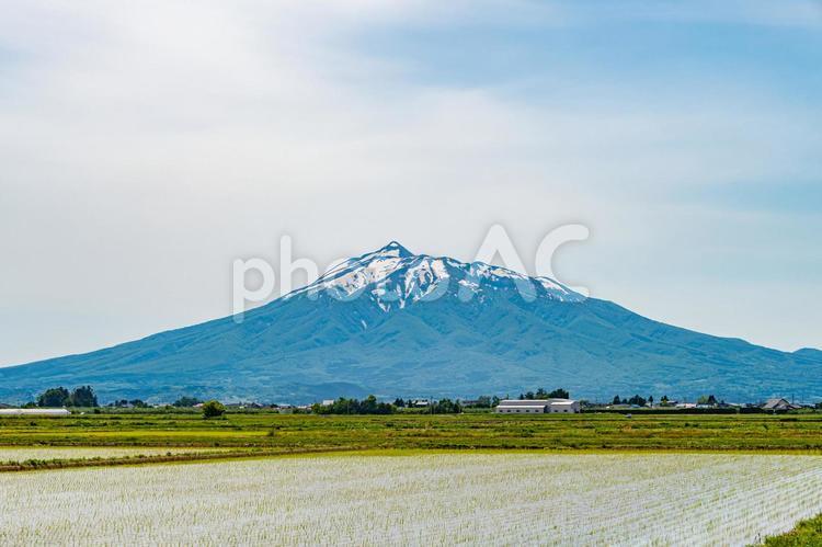 田植えが完了した田んぼと岩木山 田んぼ,田,田植えの写真素材
