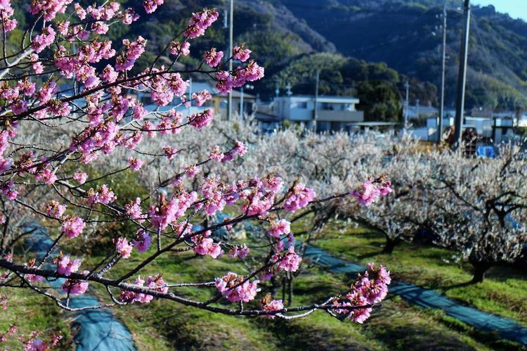 ピンクの花の河津さくらと白い花の梅畑 カワヅザクラ,河津桜,早咲きの写真素材