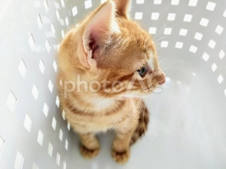 洗濯かごの中の子猫 子猫,ねこ,茶色の写真素材