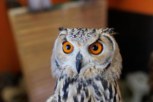 フクロウ フクロウの写真