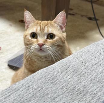 ねらうねこ ねらうねこの写真