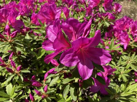 綺麗な花々 綺麗な花々の写真