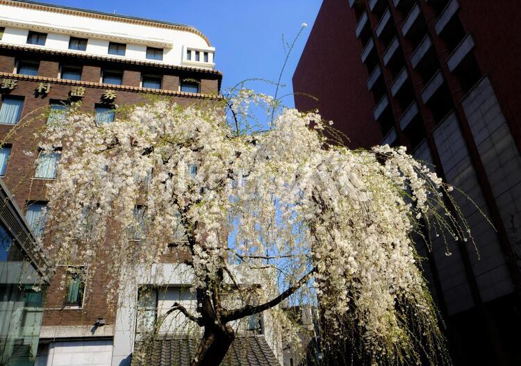 日本橋の枝垂桜 枝垂桜,桜,日本橋の写真素材
