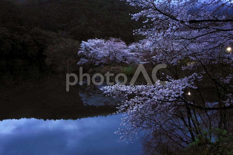 さくらの里公園の桜2025-1 早朝,朝霧,霧の写真素材