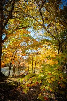 北海道　大沼国定公園　秋の風景 北海道,大沼,函館の写真素材