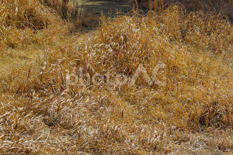 枯れた草むら 枯れ草,草,草むらの写真素材