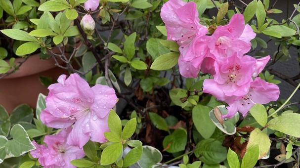 Photo, flower, plant, gardening, 