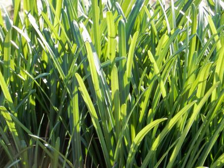 【彼岸花の写真】彼岸花の葉 彼岸花,葉,葉っぱの写真素材