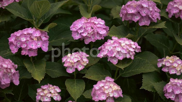 赤や青や紫や白のたくさんの紫陽花 紫陽花,緑,花の写真素材