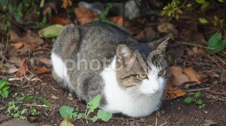 落ち葉の中の野良猫 ねこ,ネコ,ノラネコの写真素材